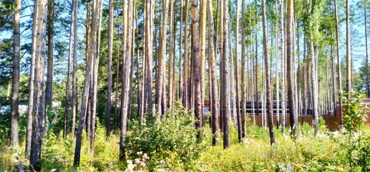 Участок № 34 в поселке Иволга, площадь 11.33 соток