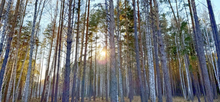 Участок № 9 в поселке Колибри, площадь 14.98 соток