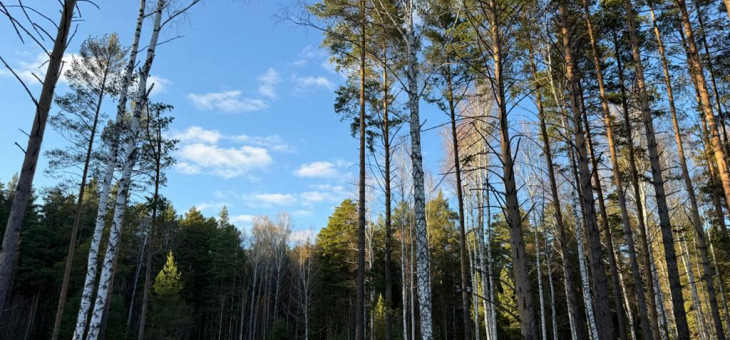 Участок № 12 в поселке Колибри, площадь 21.90 соток