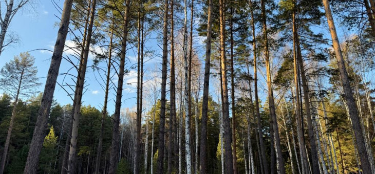 Участок № 13 в поселке Колибри, площадь 16.80 соток