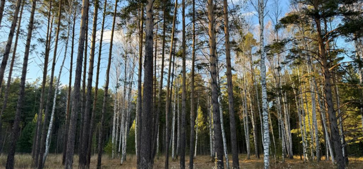 Участок № 14 в поселке Колибри, площадь 16.80 соток