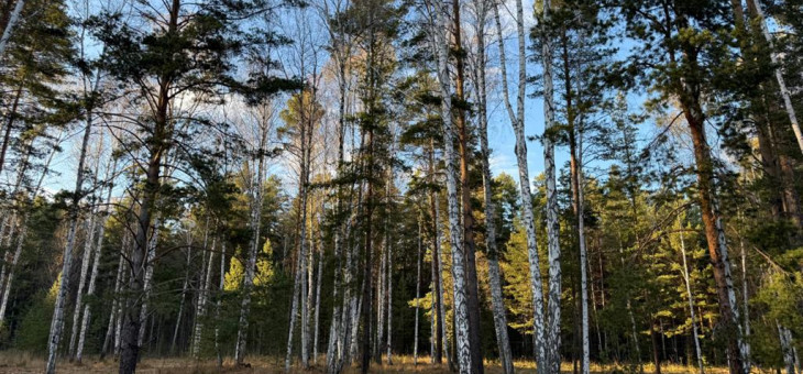 Участок № 15 в поселке Колибри, площадь 16.80 соток