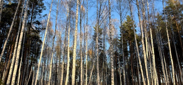 Участок № 24 в поселке Колибри, площадь 14.05 соток