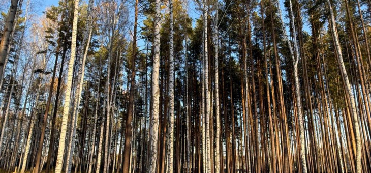Участок № 25 в поселке Колибри, площадь 14.05 соток