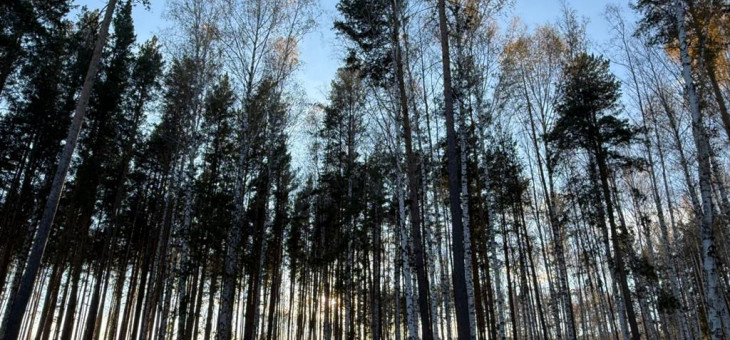 Участок № 29 в поселке Колибри, площадь 14.05 соток