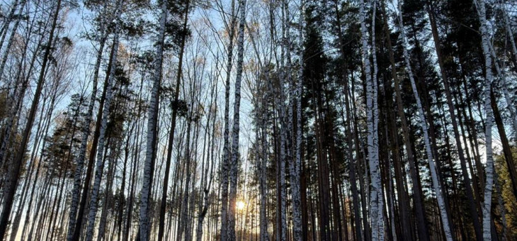 Участок № 31 в поселке Колибри, площадь 14.05 соток