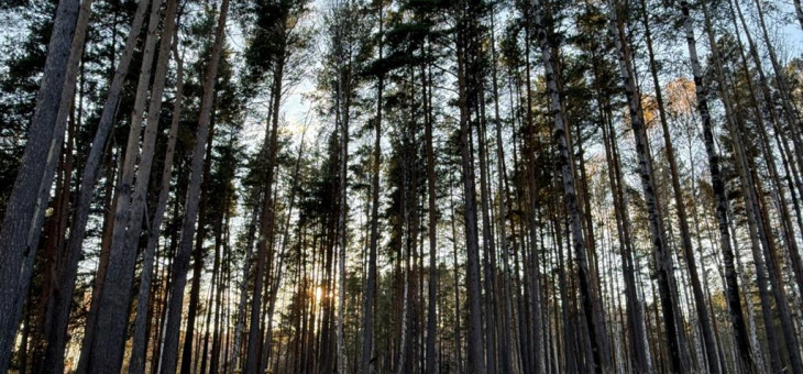 Участок № 34 в поселке Колибри, площадь 14.05 соток