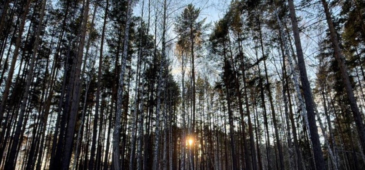 Участок № 35 в поселке Колибри, площадь 14.05 соток