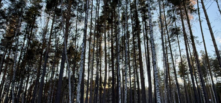 Участок № 36 в поселке Колибри, площадь 14.03 соток
