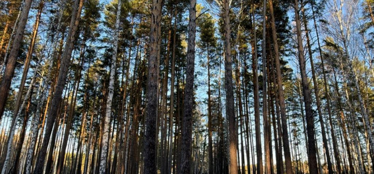 Участок № 40 в поселке Колибри, площадь 15.00 соток