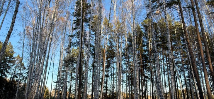 Участок № 42 в поселке Колибри, площадь 15.00 соток