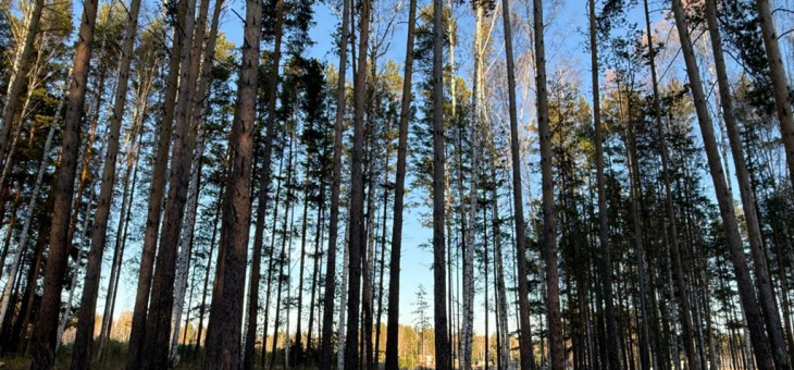 Участок № 44 в поселке Колибри, площадь 15.00 соток