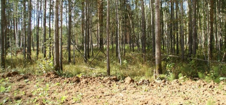 Продажа участка № 39 — Ежевика, площадь 0.00 соток