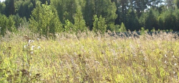 Участок № 49 в поселке Лукоморье, площадь 11.68 соток