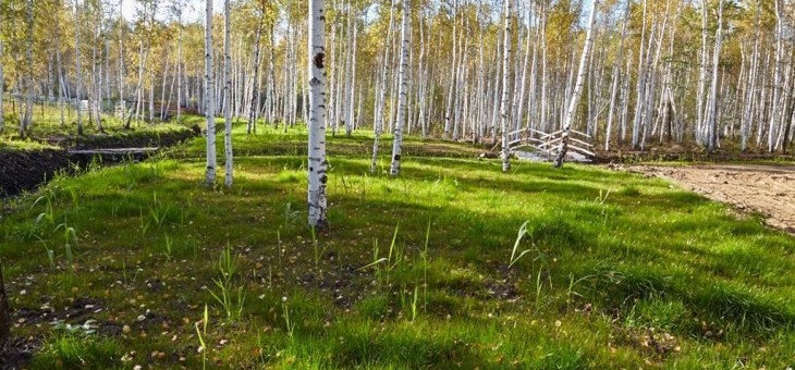 Участок № 35А в поселке Совята, площадь 13.32 соток