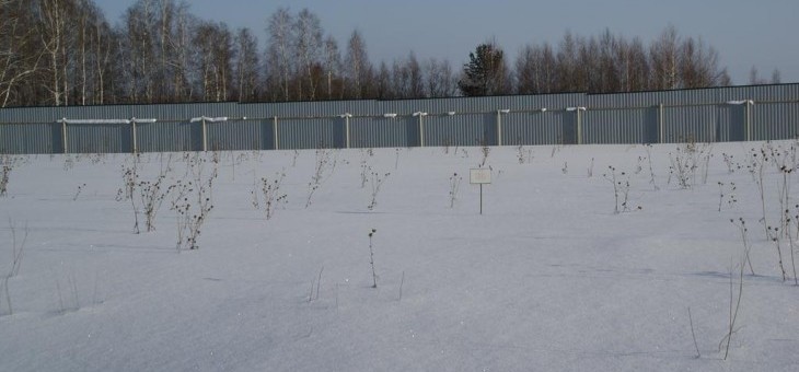 Земельный участок № 26 в Лукоморье — 11.15 соток