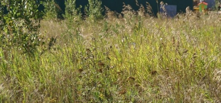 Участок № 50 в поселке Лукоморье, площадь 11.57 соток