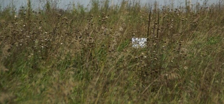 Участок № 27 в поселке Лукоморье, площадь 17.04 соток