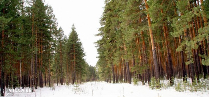 Участок № 113 в поселке Соболь, площадь 0.00 соток