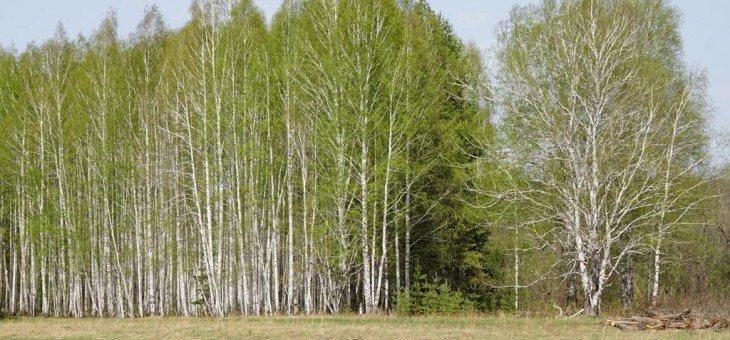 Земельный участок № 113 в Соболь, цена 0 руб/сотка