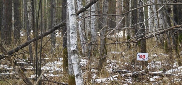 Участок № 39 в поселке Ежевика, площадь 0.00 соток