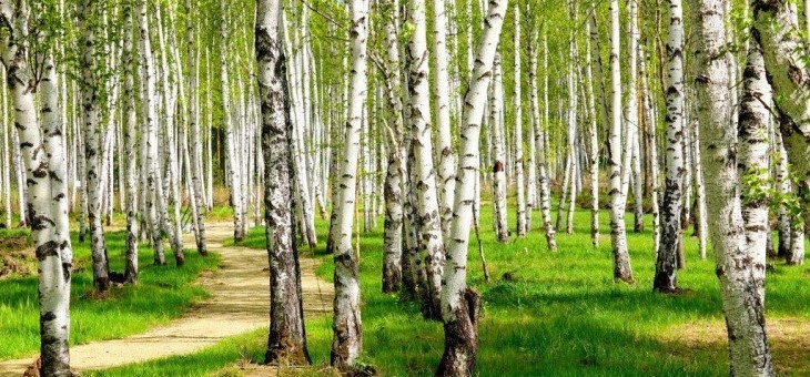 Участок № 35А — 13.32 соток в Совята, продажа